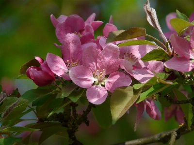 Tree branch blossom plant Photo