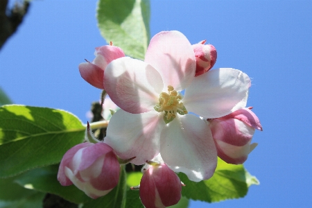 Tree branch blossom plant Photo