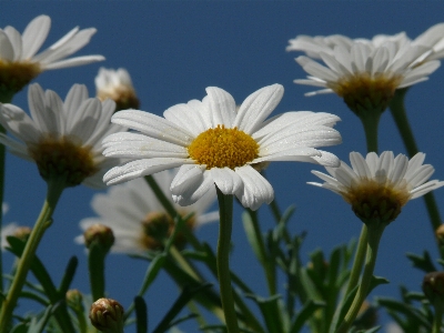 Blossom plant white field Photo