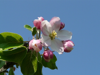 Tree branch blossom plant Photo