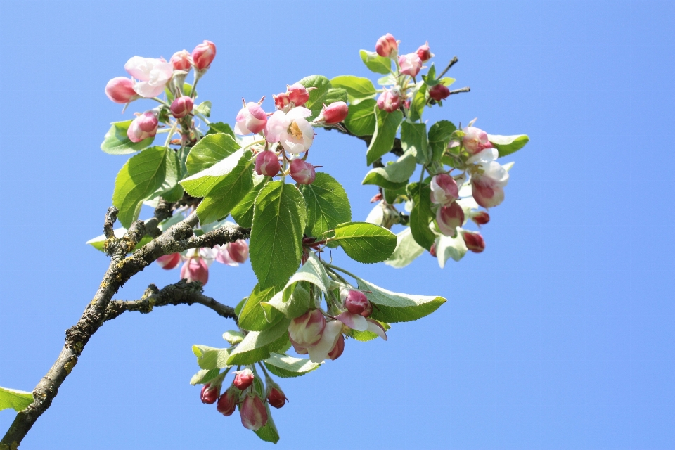 árvore filial florescer plantar