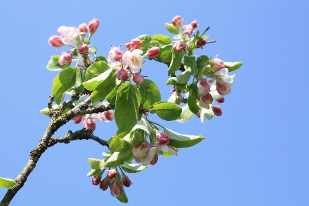 木 ブランチ 花 植物 写真