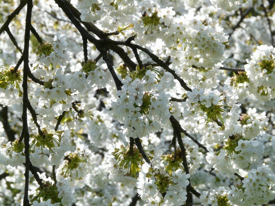 Albero ramo fiore pianta