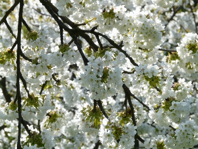 Tree branch blossom plant Photo