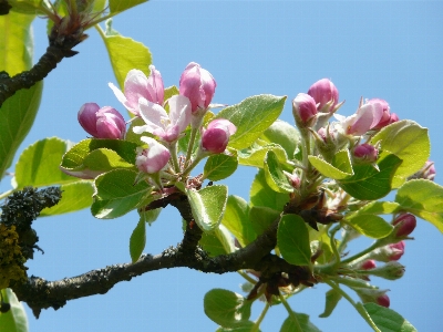 木 ブランチ 花 植物 写真