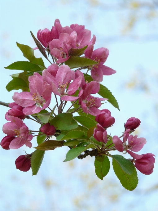 Arbre bifurquer fleurir usine