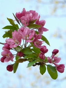 Tree branch blossom plant Photo