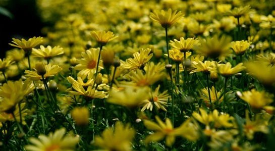 Nature grass blossom plant Photo