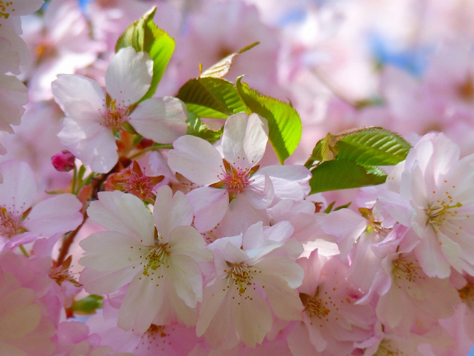 木 ブランチ 花 植物