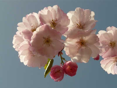 Tree branch blossom plant Photo