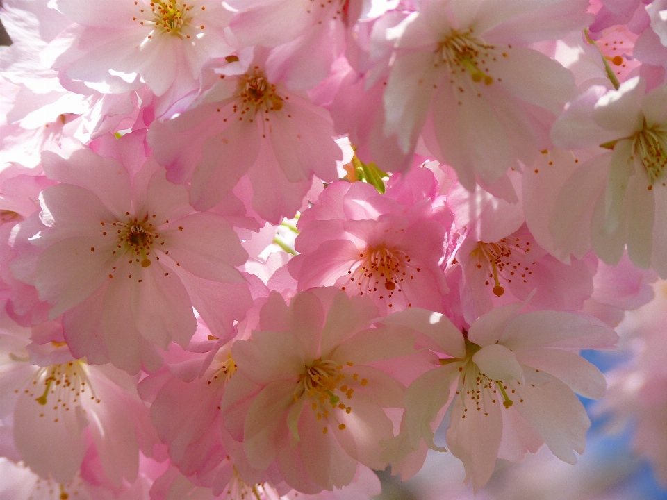 木 ブランチ 花 植物