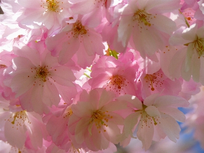 Foto Albero ramo fiore pianta