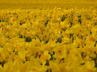 Plant field meadow flower Photo