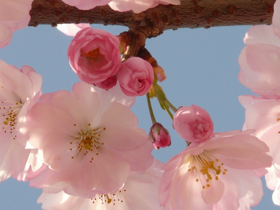 Tree branch blossom plant