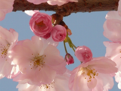 Foto Albero ramo fiore pianta