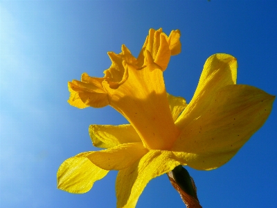 Blossom plant sunlight flower Photo