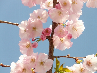 木 ブランチ 花 植物 写真