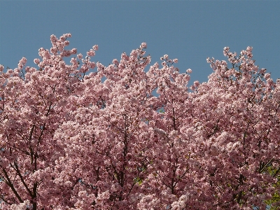 Foto Albero ramo fiore pianta