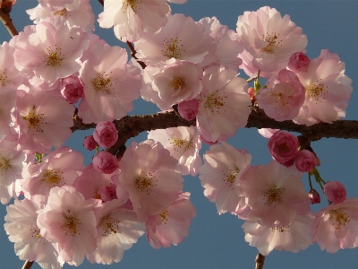 Tree branch blossom plant Photo