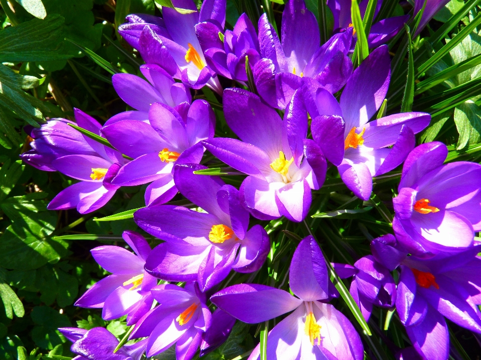 Blossom plant flower purple