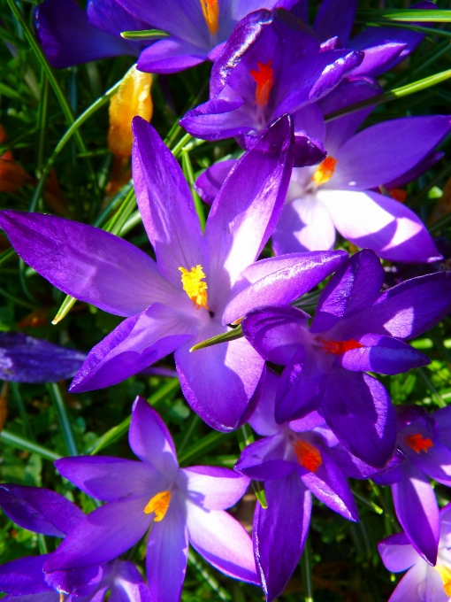 Plant flower purple petal