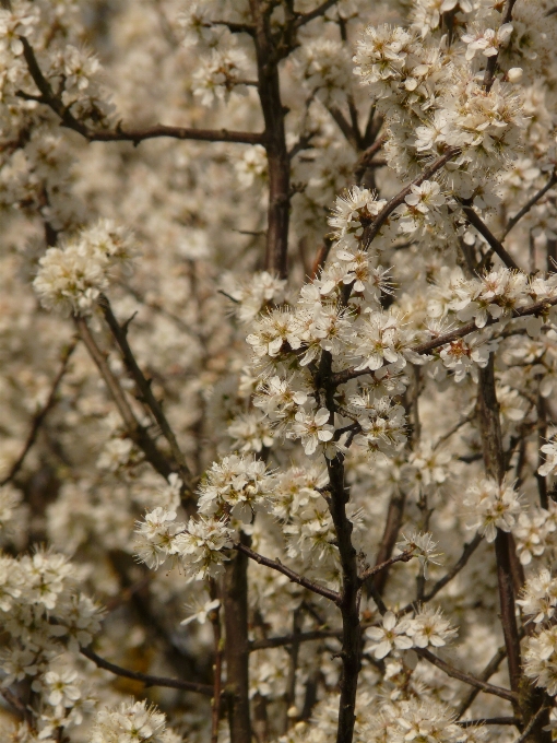 Tree branch blossom winter