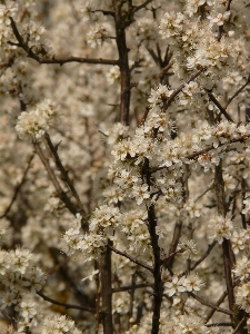 Tree branch blossom winter Photo