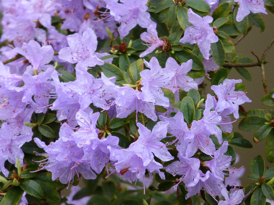 Usine fleur buisson herbe