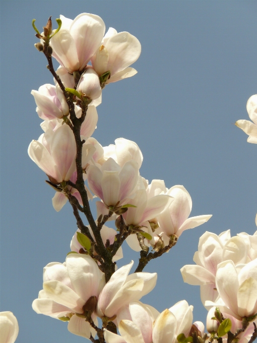 Baum zweig blüte anlage