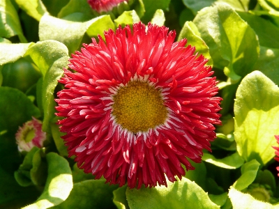 Blossom plant flower petal Photo