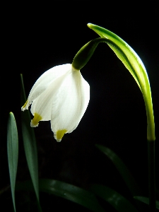 Blossom plant white flower Photo