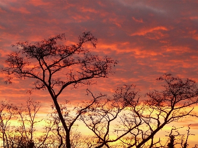 Foto árvore natureza filial nuvem