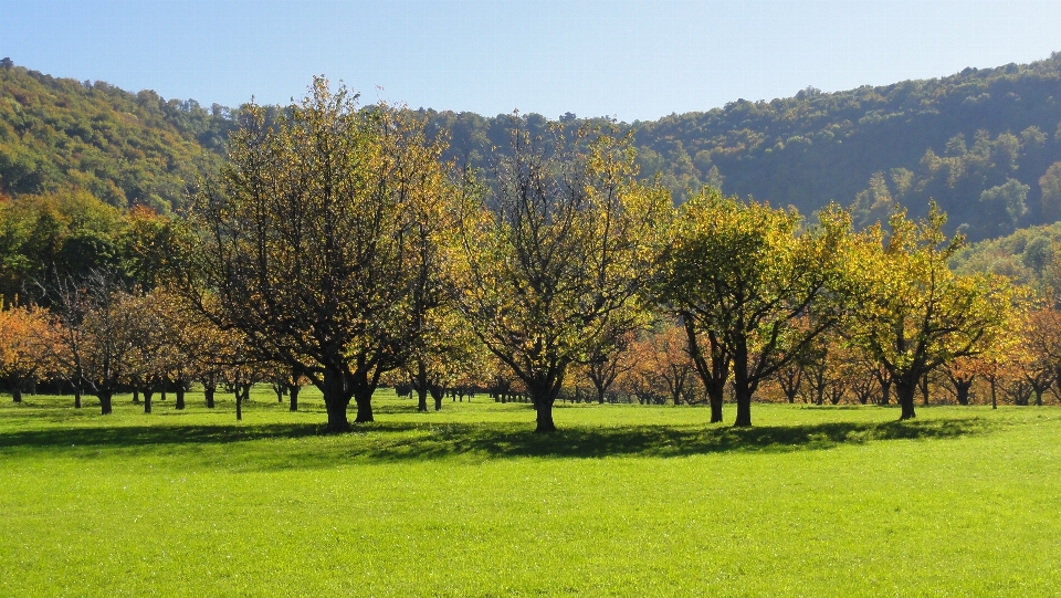 Landschaft baum natur anlage