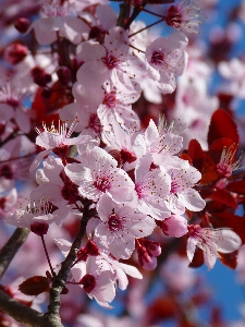 Tree branch blossom plant Photo