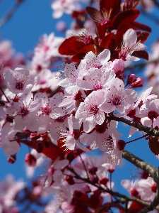 Tree branch blossom plant Photo