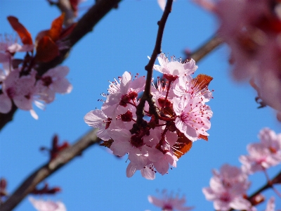 Tree nature branch blossom Photo