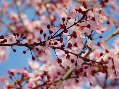 Tree branch blossom plant Photo