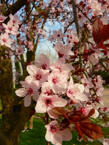 Tree branch blossom plant Photo