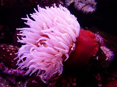 Sea water flower petal Photo