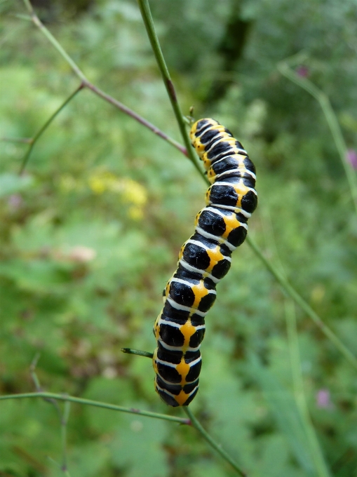 Animal insecto mariposa fauna