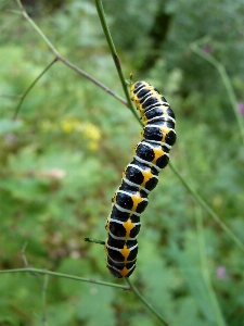 Animal insect butterfly fauna Photo