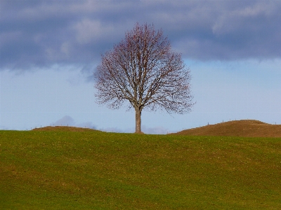 風景 木 自然 草 写真