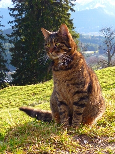 çimen hayvan kürk kedi Fotoğraf