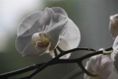 Nature branch blossom plant Photo