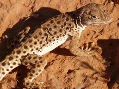 荒野 動物 野生動物 usa 写真