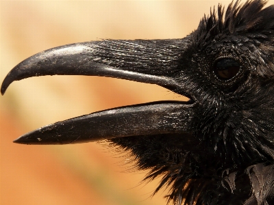 Bird wing wildlife horn Photo