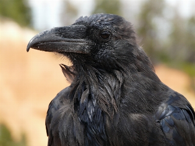 Foto Uccello ala animali selvatici becco