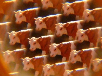 Cows art kaleidoscope amusement ride Photo