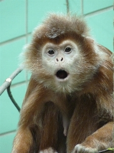 Animal mammal monkey fauna Photo