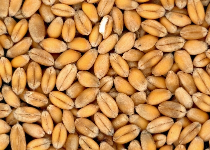 Plant wheat meal food Photo